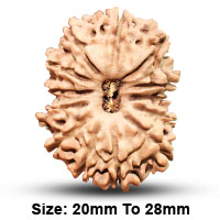 13 (त्रयोदश) Mukhi